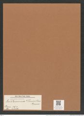 Skeletonema ? penicillus Grun. (de-Toni-Nr.: Genus 191, Species 4726) Zeichnungen Sammlung Grunow Mappe 04614 (Herbarium_W_Grunow_drawings_Folder_04614)